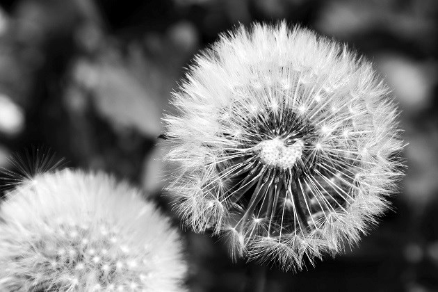 dandilions.jpg