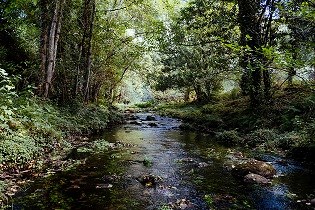 Pooh Sticks