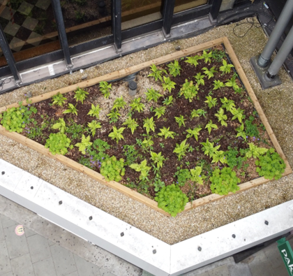 Peaceful Green: Our Rooftop Oasis