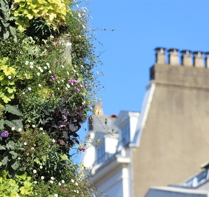 MBC Greening & Lighting Project in Town Centre