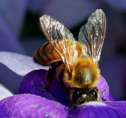 National Bee day