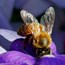 National Bee day