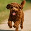 National Dog Day  26th August